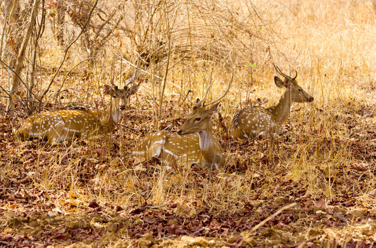 deer in the wild