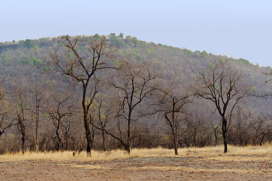 trees in the field