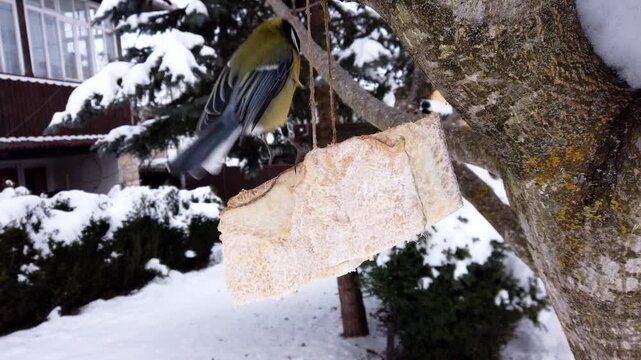  Time lapse of great chickadee birds, Parus major feeding on pork fatback in snowy winter garden 