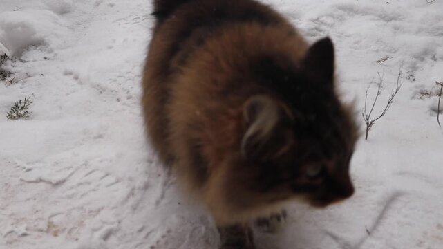 Winter countryside scene with a snow-covered car parked among fir trees after heavy snowfall. A brown cat sits near the vehicle on the snowy ground. Cold winter weather, rural lifestyle, domestic anim