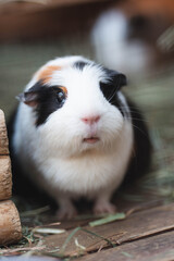 Cute Guinea Pig Looking at the Camera in a Natural Environment