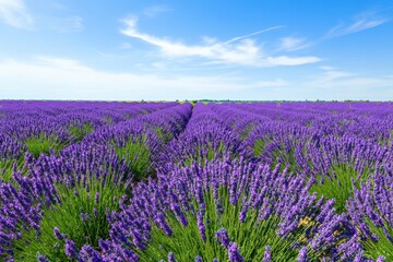 Obraz premium Lavender fields stretch under a vibrant blue sky during a sunny afternoon in summer