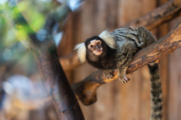 Common Marmoset Sitting on a Tree Branch in a Natural Environment