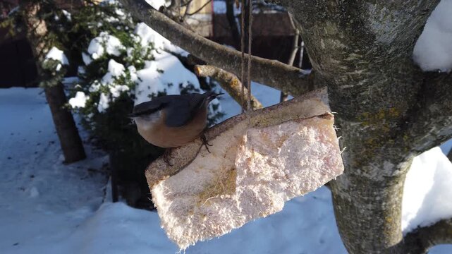  Eurasian nuthatch, Sitta europaea  feeding on pork fatback in snowy winter garden 