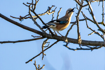 Eurasian jay sings from a bare branch against clean blue sky with feathers glowing in sun and head lifted high a bright portrait of a bold woodland corvid expressing voice and character