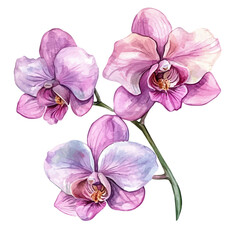 Obraz premium Orchid Flower, artistic watercolor illustration vector, isolated on a white background.