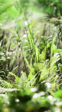 Sunlight filters through dense foliage, highlighting a rich tapestry of lush green plants and ferns in a flourishing forest. The scene captures the beauty and vitality of nature.