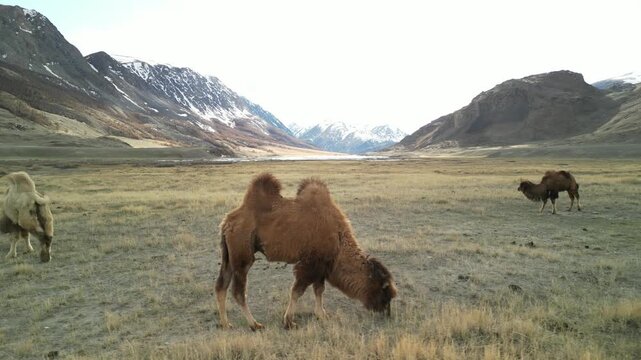 Raw drone footage circles at close range around camels grazing on a spring field of sparse yellow grass. A tall snow-covered mountain dominates the background.