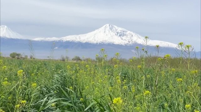 Snow-capped mountain towering over a vibrant field of green plants with yellow wildflowers under a clear sky, capturing the serene beauty of a spring landscape. Ararat Armenia, Yerevan 9.04.2023