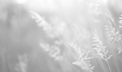 Soft focus image of delicate grass blades swaying gently in a serene field, capturing the essence...