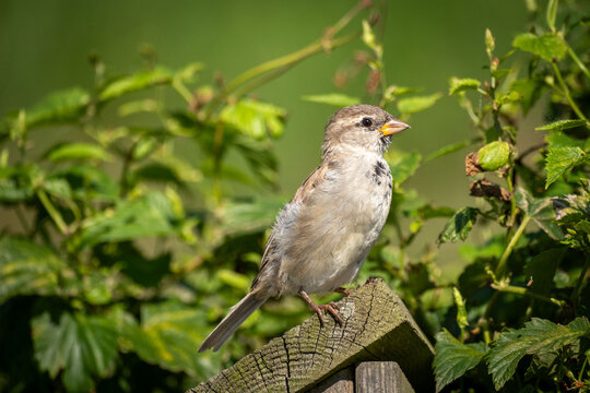 Young House Sparrow female in summer