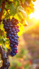 Fototapeta premium Grape cluster at sunset