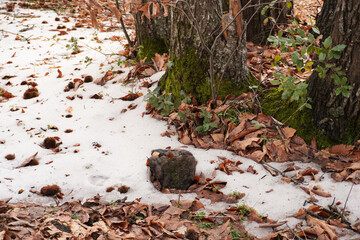 Obraz premium Winter landscape in Etna Park, a natural park in Sicily. Tranquil forest atmosphere and cozy setting. Winter walks. Hiking. Trees in a quiet forest landscape. Concept of the winter season and cold wea