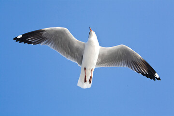 Fototapeta premium seagull in flight