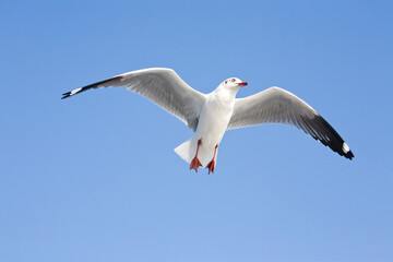 Fototapeta premium seagull in flight