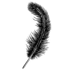 Obraz premium Bird feather. Hand drawn detailed sketch for creative design. Vector illustration