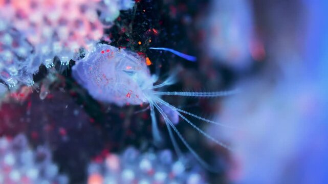Young crustacea family Balanidae under microscope. They use crowns of their tentacles to capture food. Under ultraviolet light