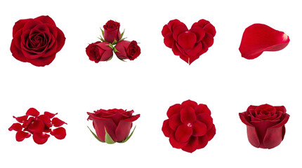 Fototapeta premium Red rose set including blooming buds, flower heads, heart shape, and scattered petals isolated. Floral collection for valentine and romantic themes.