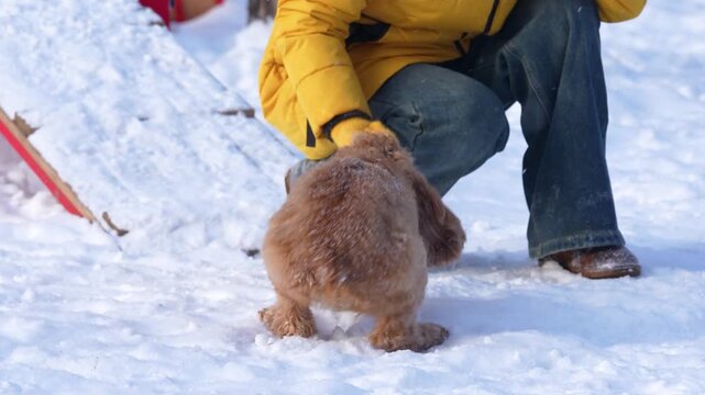 Person in yellow jacket and gloves plays tug-of-war with a brown dog in snow, showcasing the joyful interaction between human and pet in a winter setting