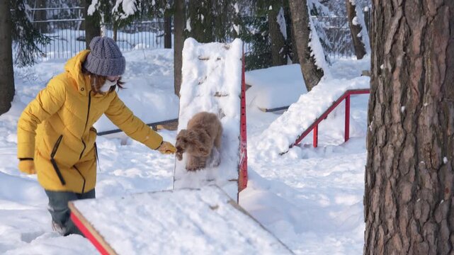 Woman in yellow jacket interacts with brown dog on snowy triangular obstacle in park, showcasing playful engagement and training in winter setting