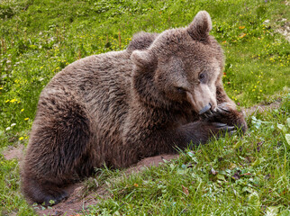 Obraz premium Close up of a brown bear sucking its paw and lying on grassy meadow.