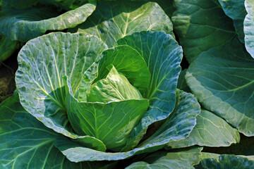 Fototapeta premium head of green cabbage