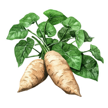 Watercolor vector illustration of Wild Yam, isolated on a white background.