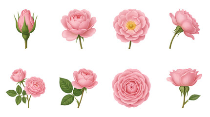 Fototapeta premium Pink rose flower set including bud, blossom, bloom, and leaf variants isolated. Floral botanical illustration for wedding and garden design.