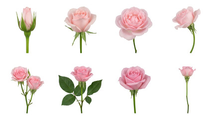 Pink rose set including bud, blossoming flowers, stems, and green leaves isolated. Floral botanical collection for wedding and romantic design.