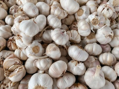 Close up view of fresh white garlic bulbs in bulk. Natural organic agricultural produce commonly used as cooking ingredient, seasoning, and culinary spice. Food background with rustic market and harve