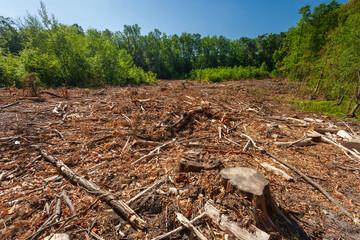 Clearing after a cut-down forest