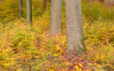 Obraz premium Colorful foliage and trees in a forest during autumn season