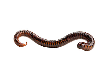 Fototapeta premium Brown millipede arches on black