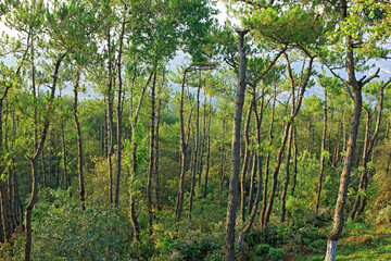 Fototapeta premium trees in the forest