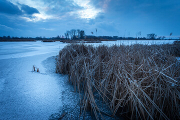 A reed bed on a frozen lake in a cloudy day