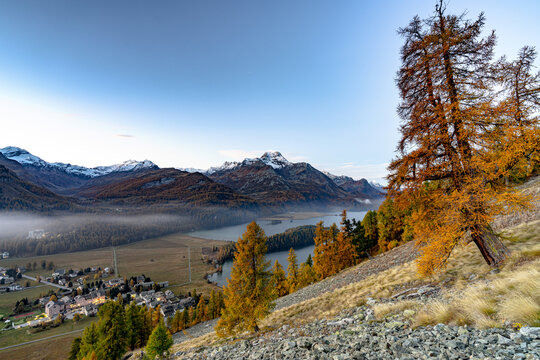 View of golden larches cascade down a rocky slope, overlooking a misty valley, tranquil lake, and charming village nestled amidst snow-capped peaks, Maloja, Grisons, Switzerland.