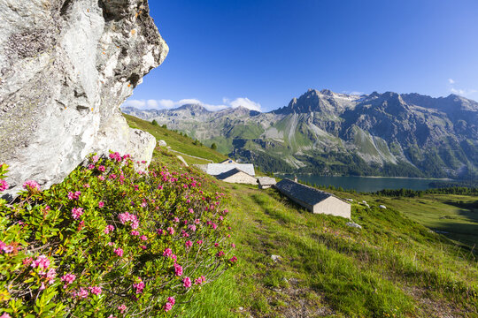 View of alpine cabins nestle amidst vibrant rhododendrons and lush meadows, with towering mountains and a serene lake under a clear sky, Maloja, Grisons, Switzerland.