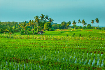Obraz premium Beautiful morning view in Indonesia, panoramic landscape of rice fields with mountain ranges and clear sky
