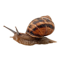 Close-up of a common garden snail with a textured brown shell crawling slowly ,isolated on transparent background