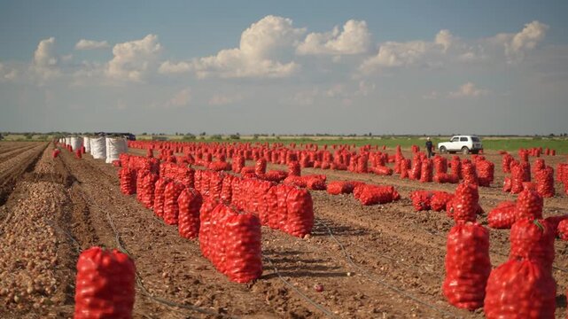 Harvested onions in red mesh bags lined up on dry soil field with blue sky and scattered clouds on sunny day with white pickup truck in background.