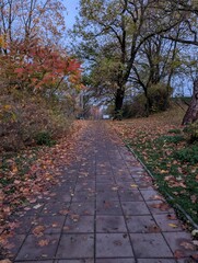 autumn in the park