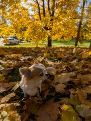 chihuahua in the autumn park