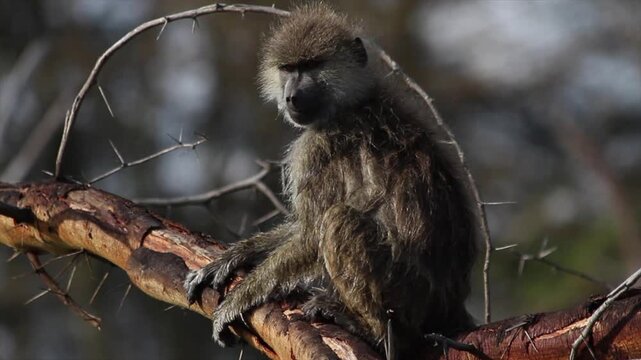 small velvet monkey stading on a tree branch in Kenya during a safari.