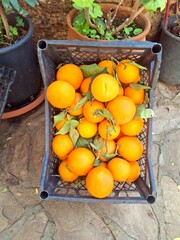 basket of oranges