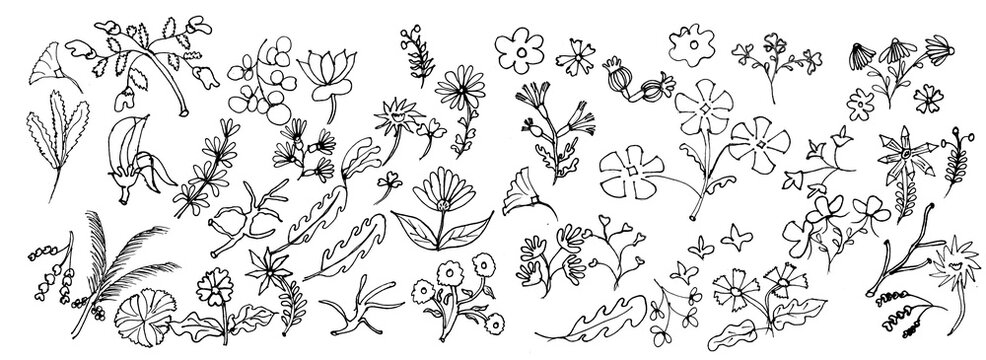 Grunge minimal charcoal or chalk spring summer flower collection. Vector illustration of ink hand drawn wild herbs set. Wax crayon drawing style. Floral silhouette elements for scrapbooking design