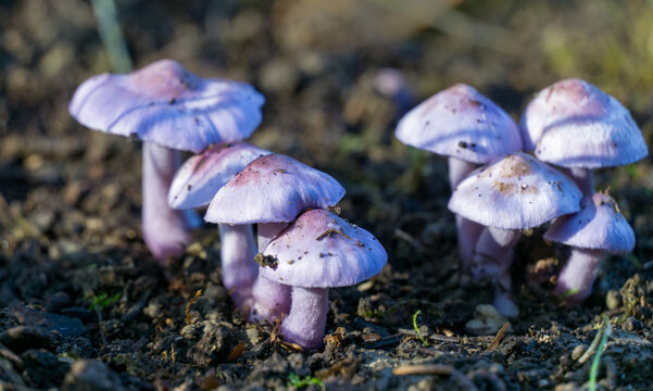 Beautiful but deadly poisonous mushrooms Inocybe geophylla var. lilacina  known as the earthy inocybe is poisonous mushroom with conical caps growing in moist, dark soil by sunlight