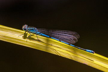 Hufeisen-Azurjungfer (Coenagrion puella) Männchen © Rolf Müller