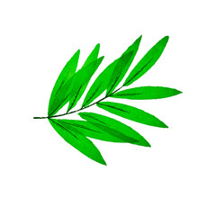Fototapeta premium Green Leaf Illustration