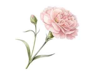 Soft Pink Carnation Watercolor Flower, Romantic Floral Clipart Illustration Isolated on White