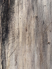 Fototapeta premium Close-up of a Dry Tree Trunk with Insect Engraving Patterns. the intricate and abstract patterns etched into the wood of a dried, weathered tree trunk. The labyrinthine trails, galleries, and bore hol